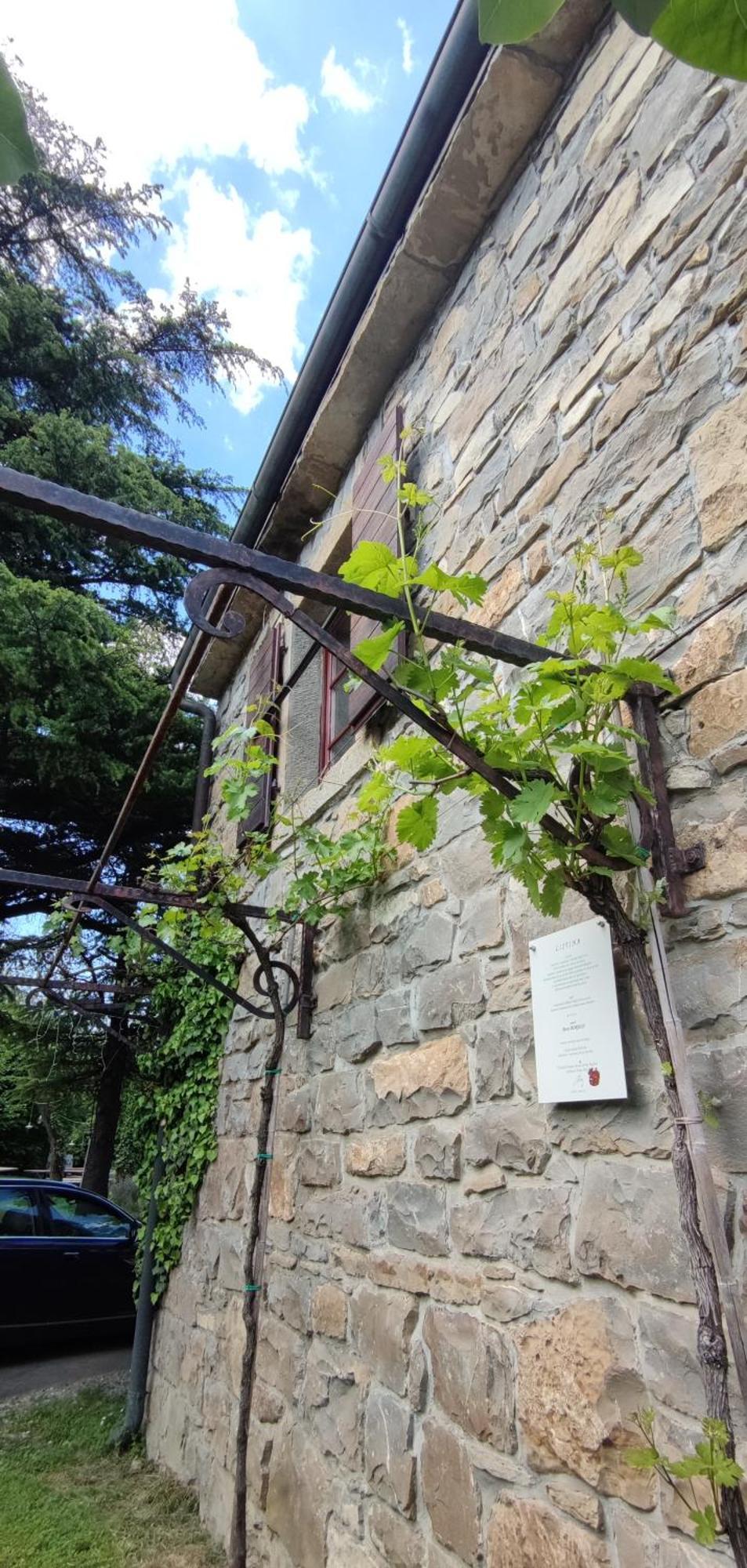דקאני Bordon Wines, Estate With Accommodation מראה חיצוני תמונה